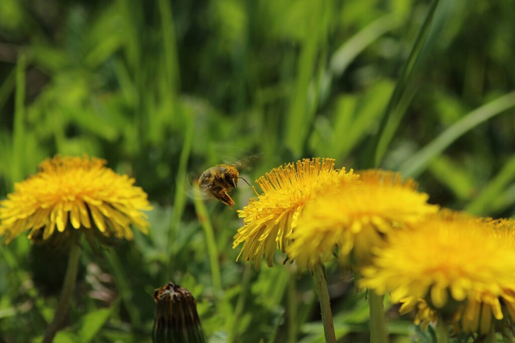 dandelion, yellow, green